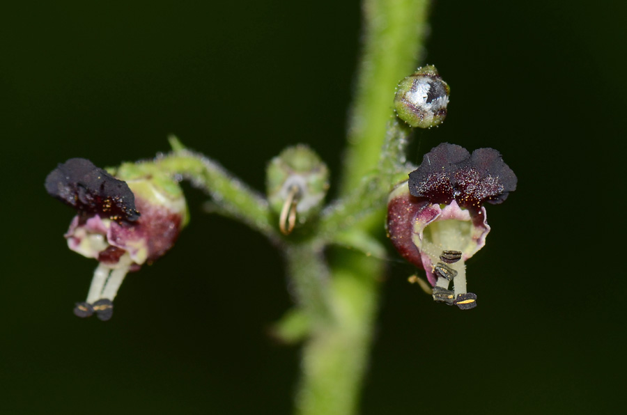 Scrophularia hoppii / Scrofularia di Hoppe